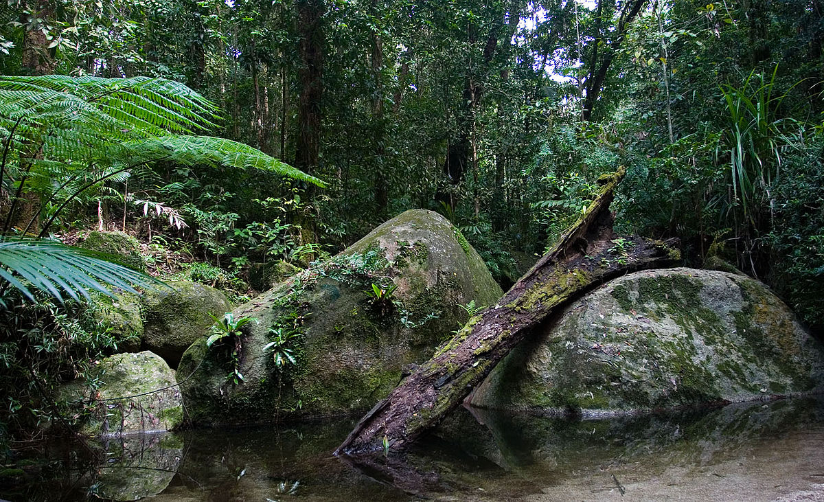 A inside view of the Daintree National Park
