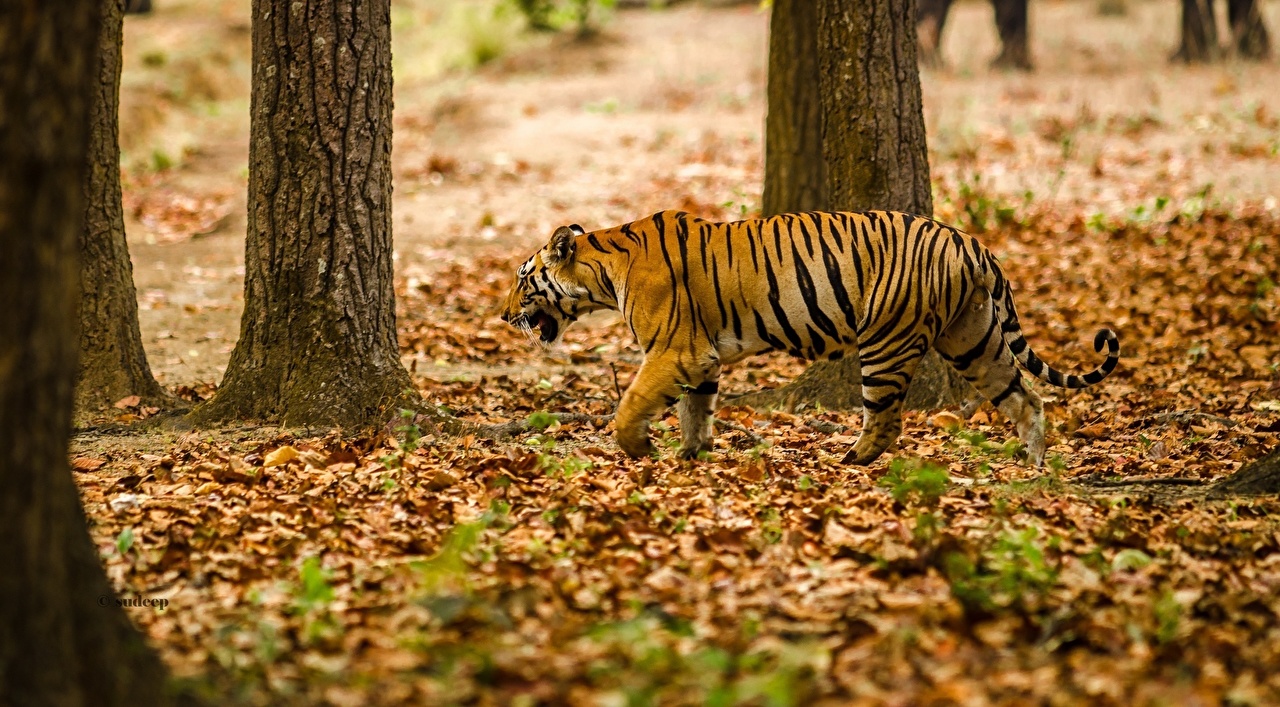 A Sumatran Tiger In Indonesian Autumn