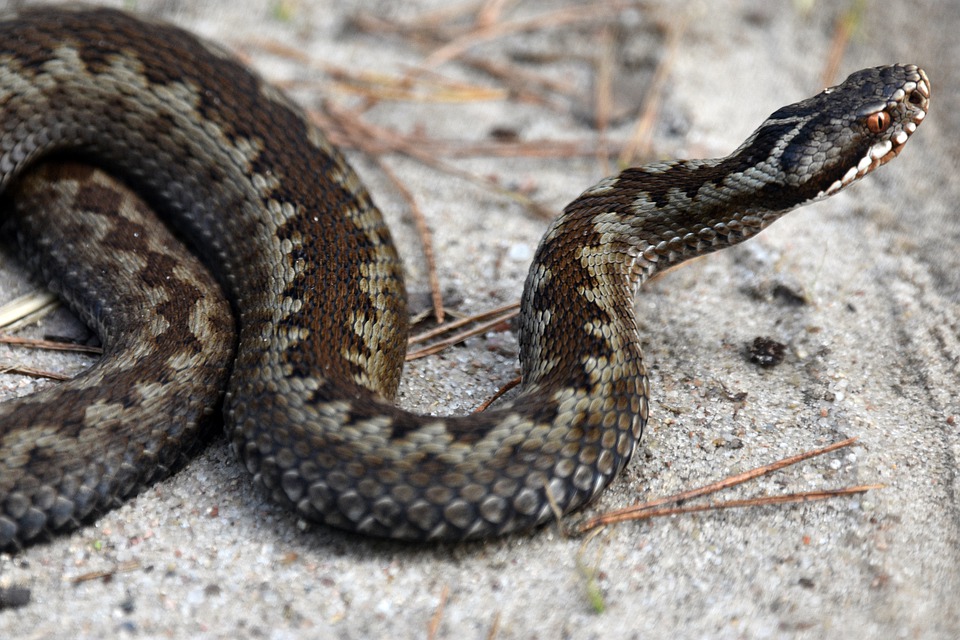 What To Do If A Snake Bites You While Traveling?
