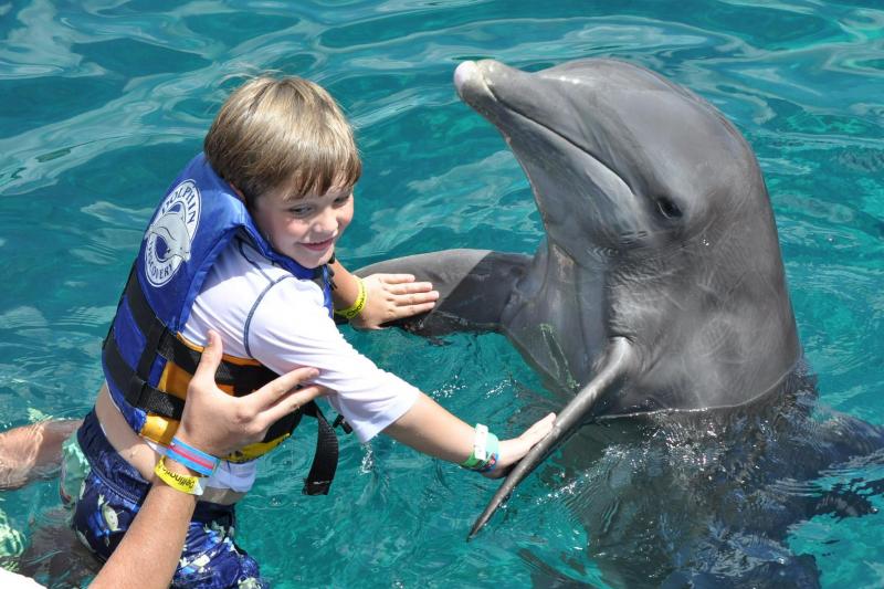 New Amendment Seeks To Ban Dolphin Shows In Cancun And The Mexican Caribbean