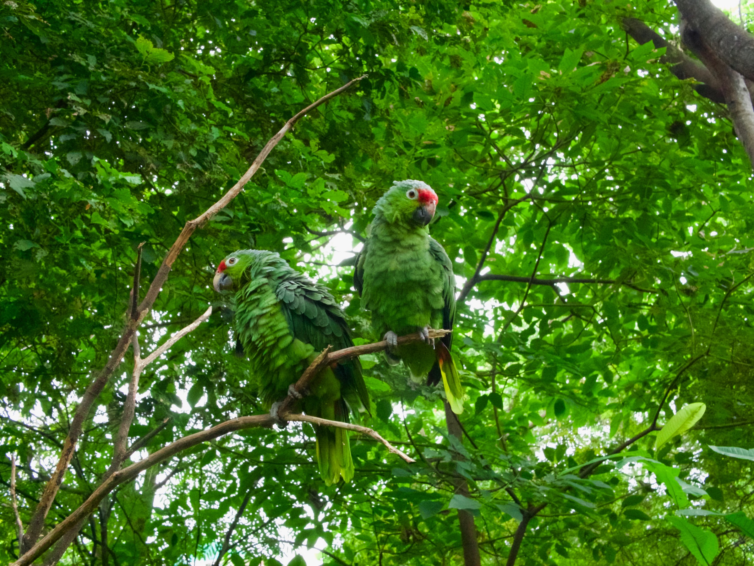 Two parrot in the amazon forest