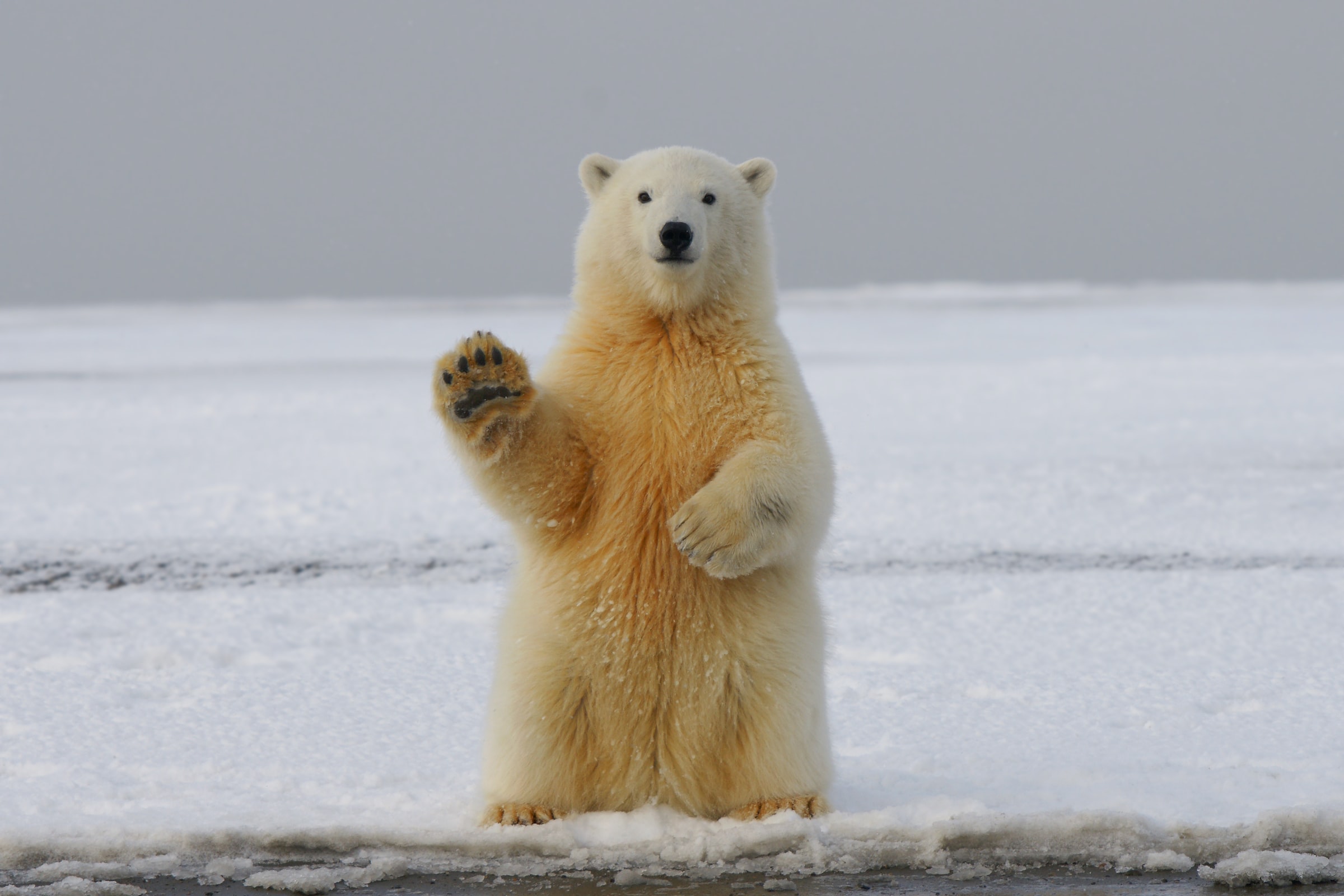 The History Of Polar Tourism