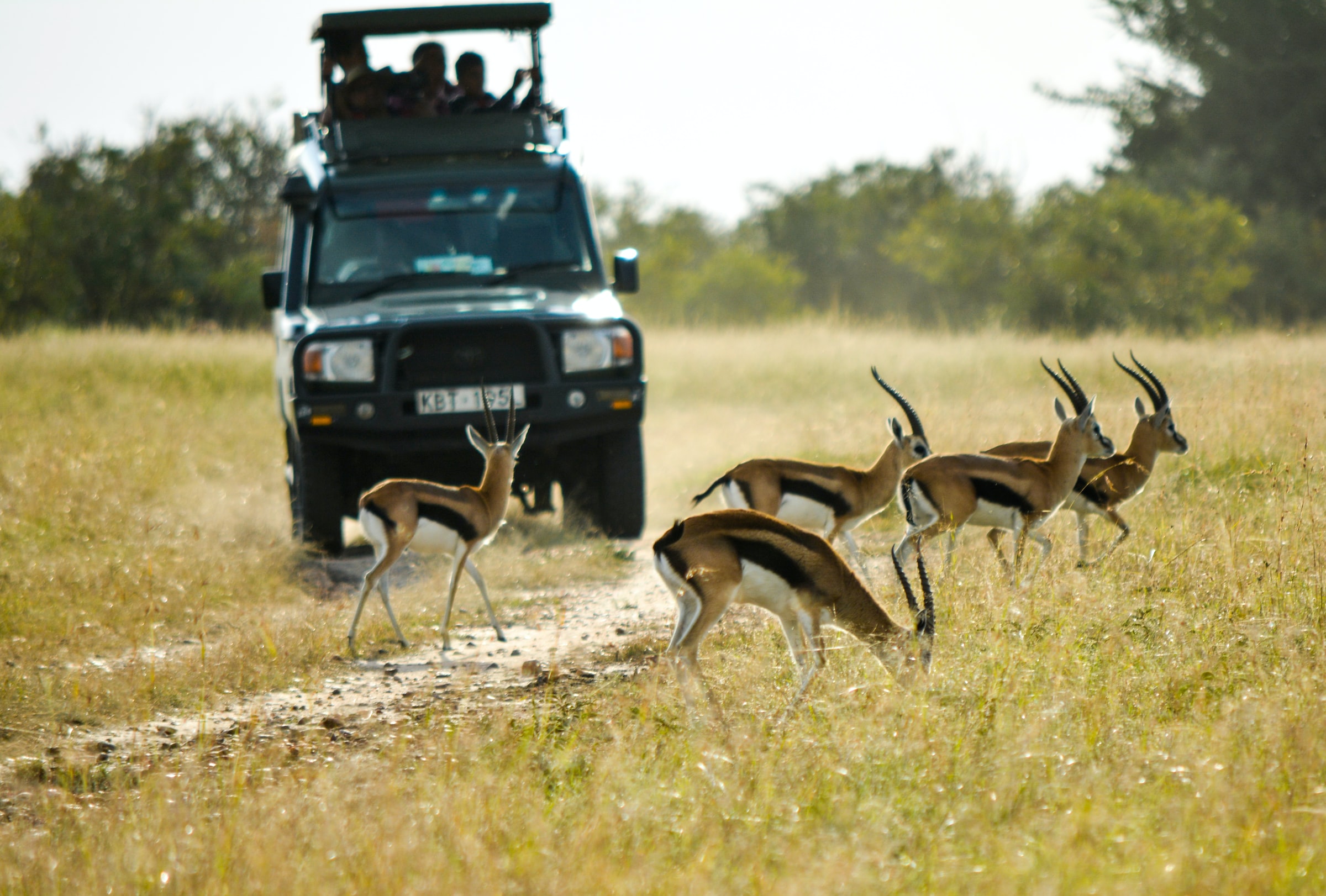Safari jeep and impalas in Maasai reserve