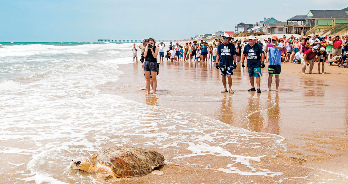 Tourists in Topsail island watching a sea turtle
