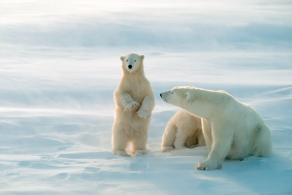 Polar Bears Of Churchill