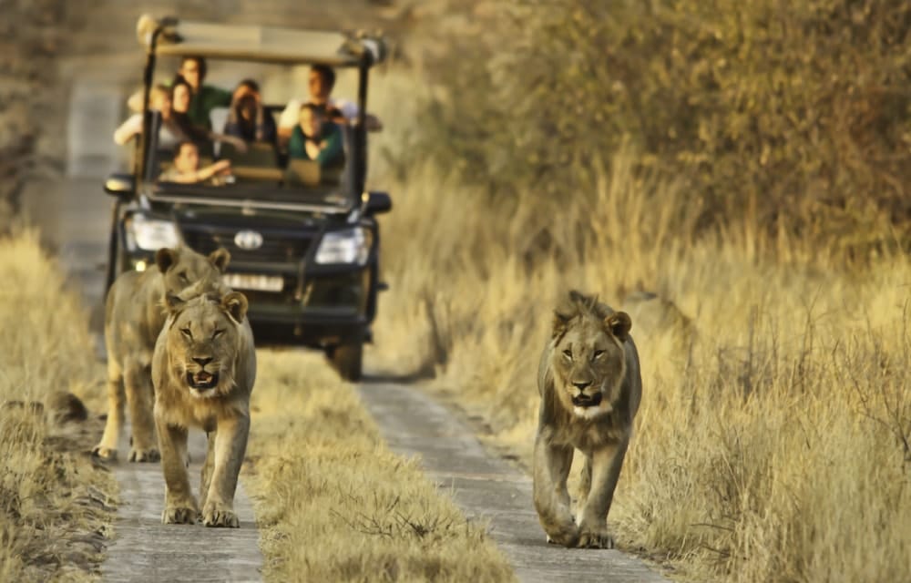 Some tourists and lions in Kruger National Park