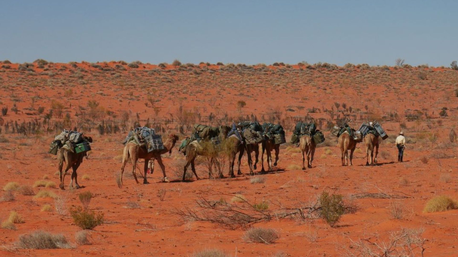 Camels walking at the Simpson Desert