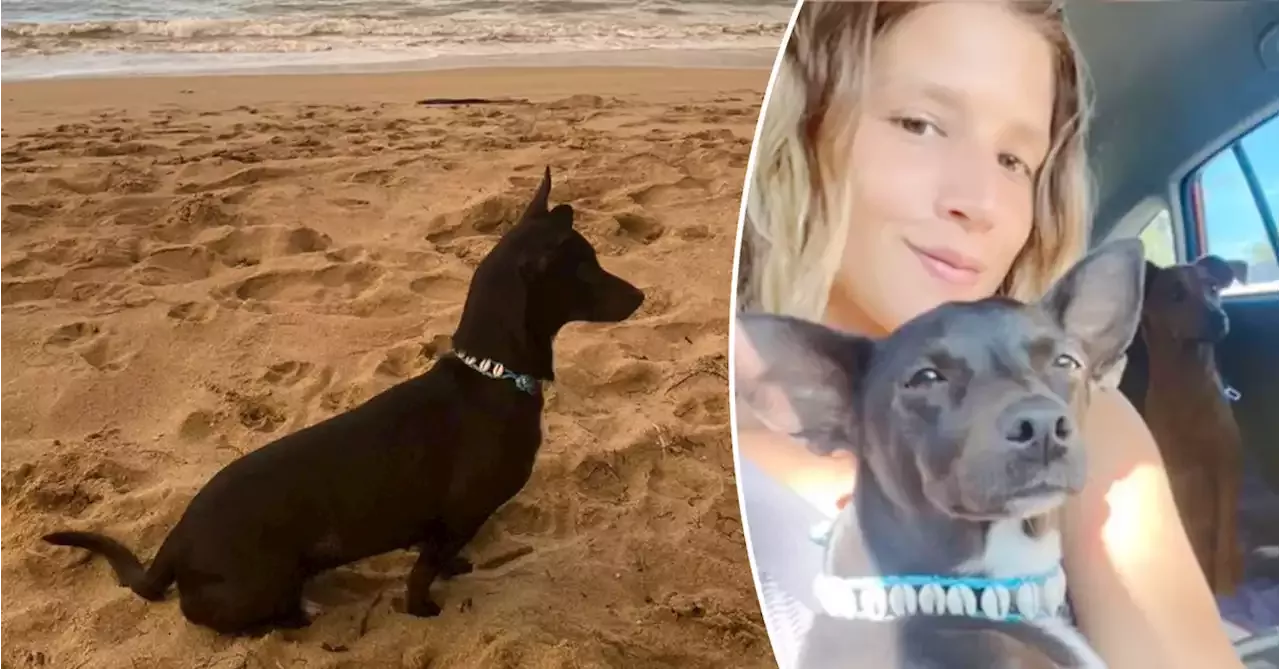 Airline Loses A Passenger’s Dog At World’s Busiest Airport