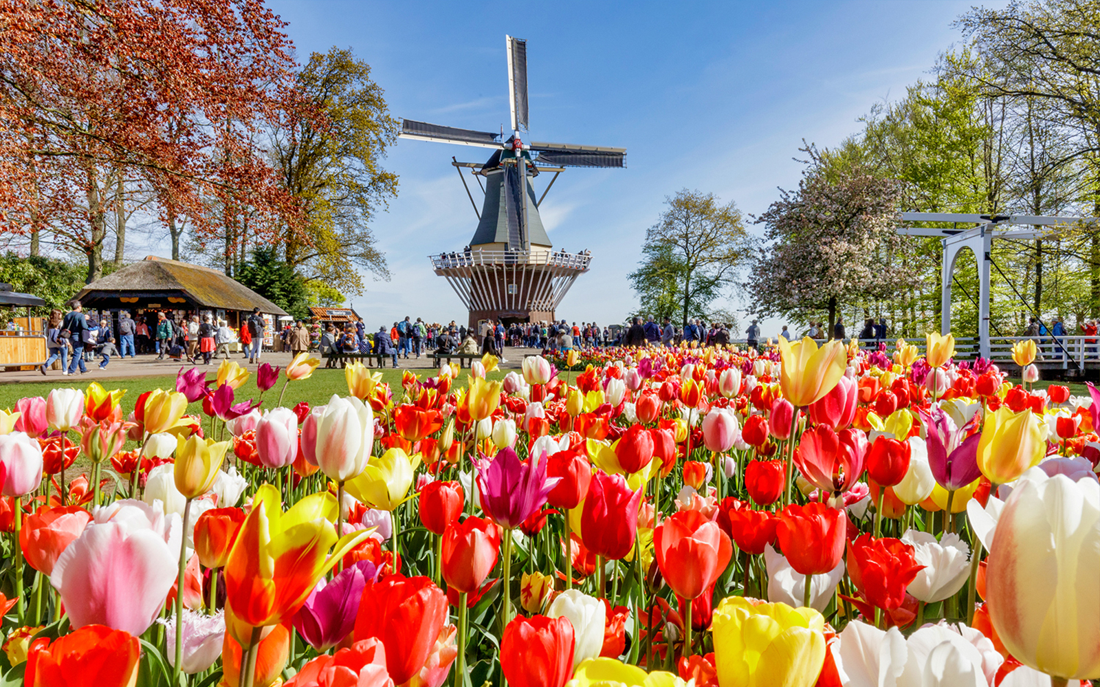 Keukenhof Gardens with tourists in the background near a windmill