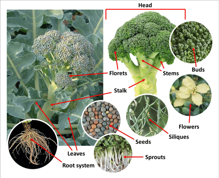 Various parts of the broccoli explained preview