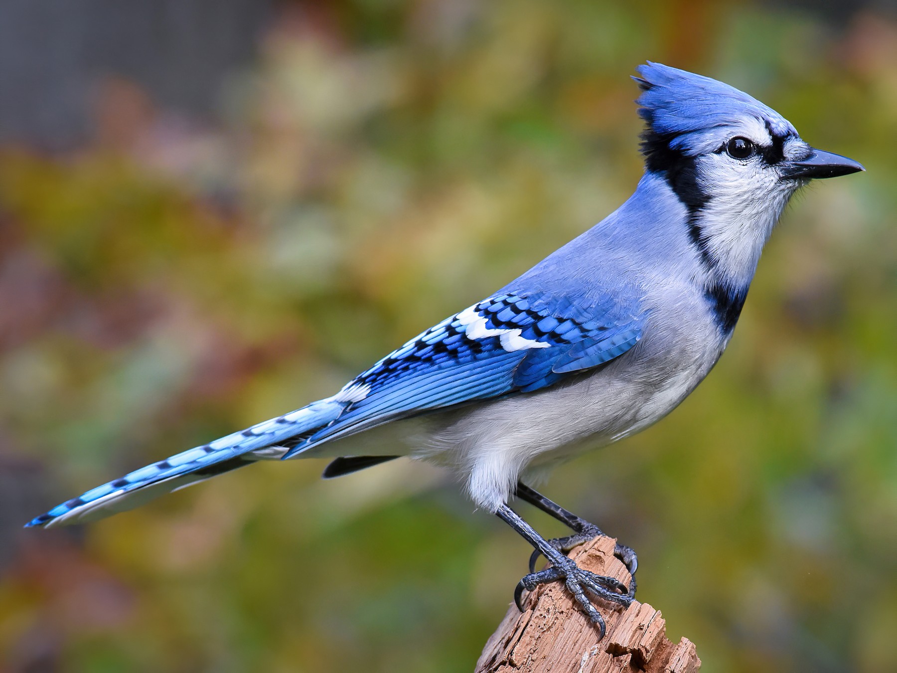A Blue Jay bird sitting on a wood
