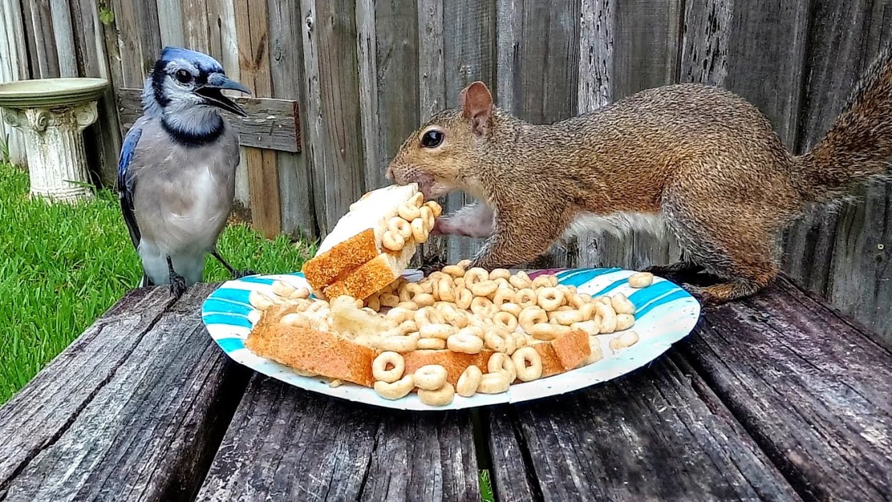 What Animals Eat Peanuts? Fun Facts About Animals That Eat Peanuts