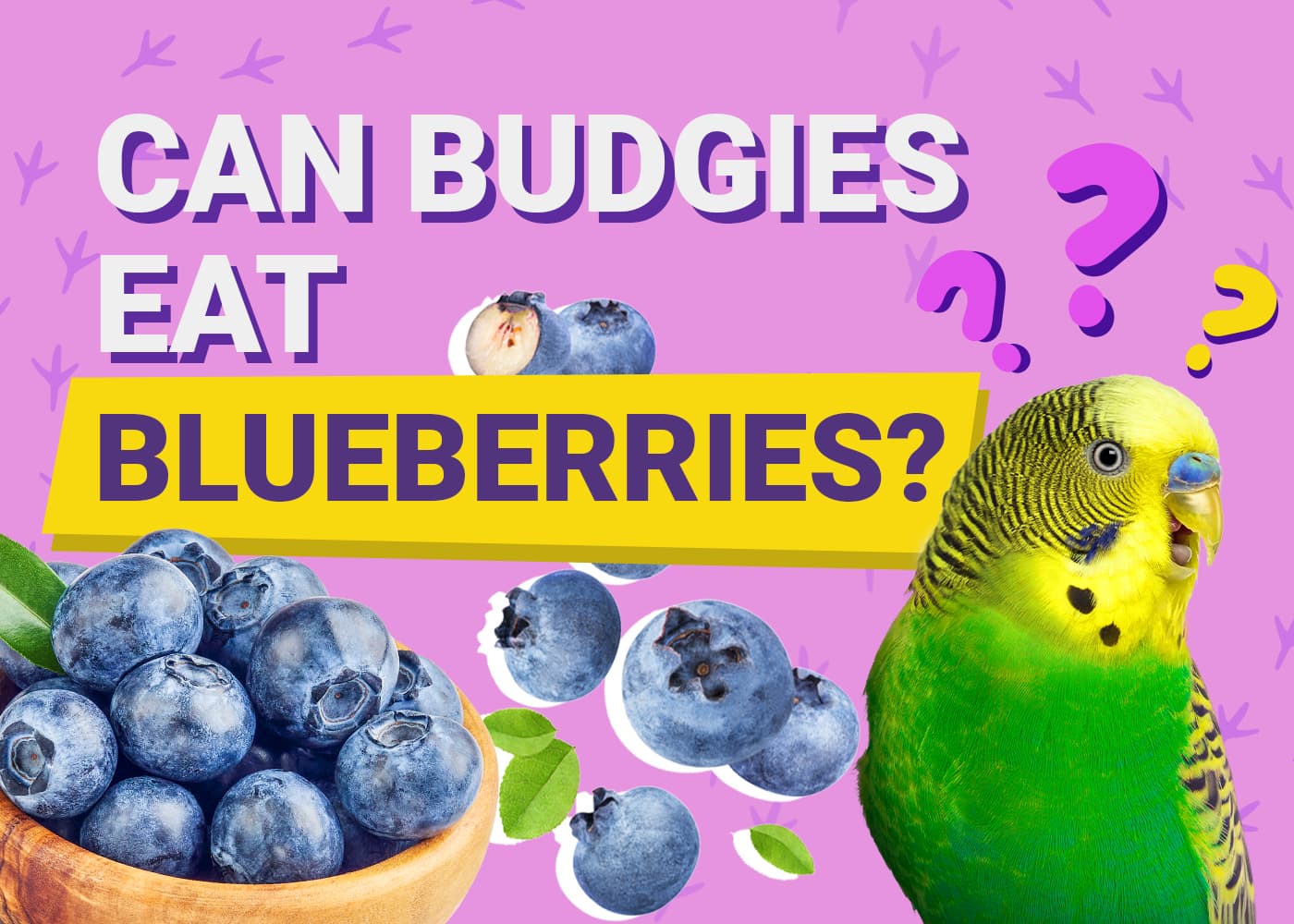 Can Budgies Eat Blueberries? A Veterinarian's Opinion