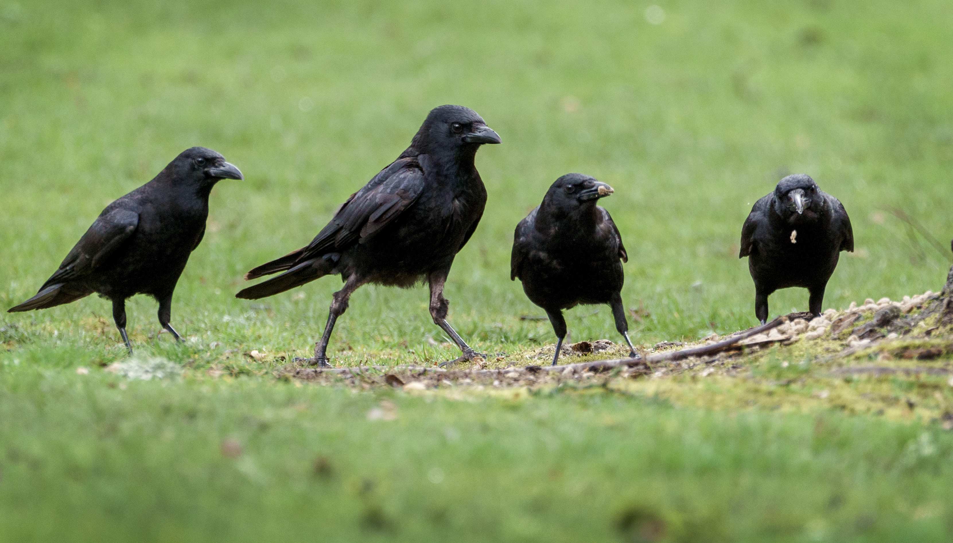 Four Crows on a grass field