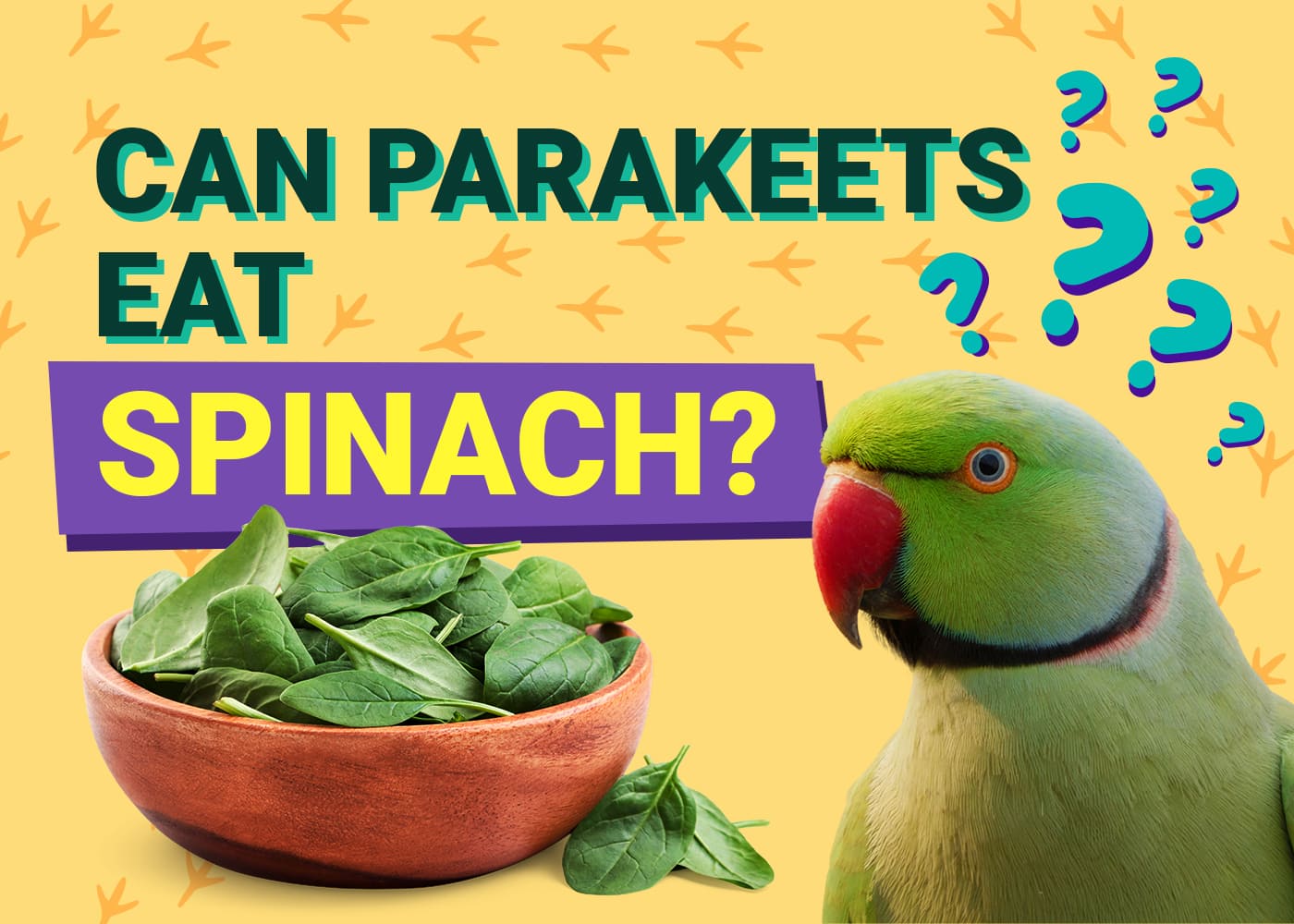 Can Parakeets Eat Spinach? Is It Safe And How To Feed It