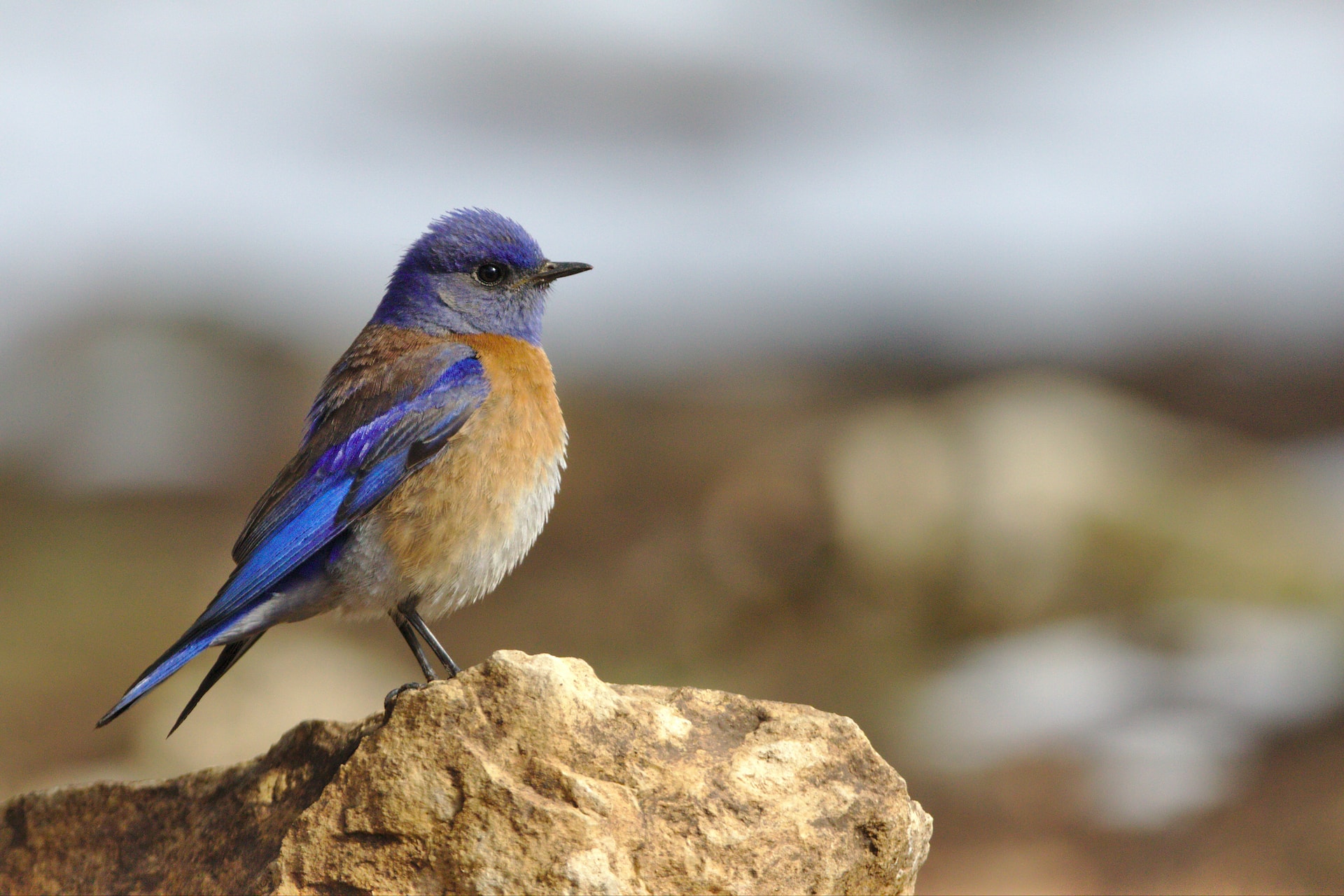 A bluebird sitting on a rock