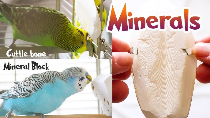 Budgies in cage with cuttlebone and mineral blocks and human hand hold minerals