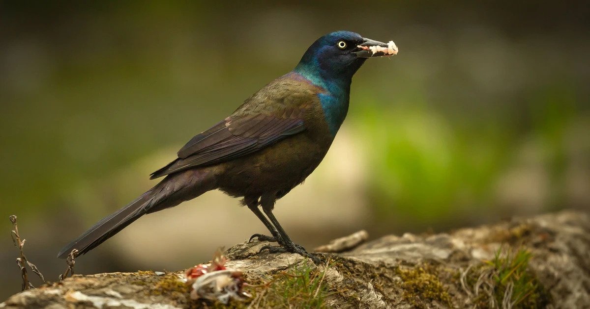 A Common Grackle holding food in its beak