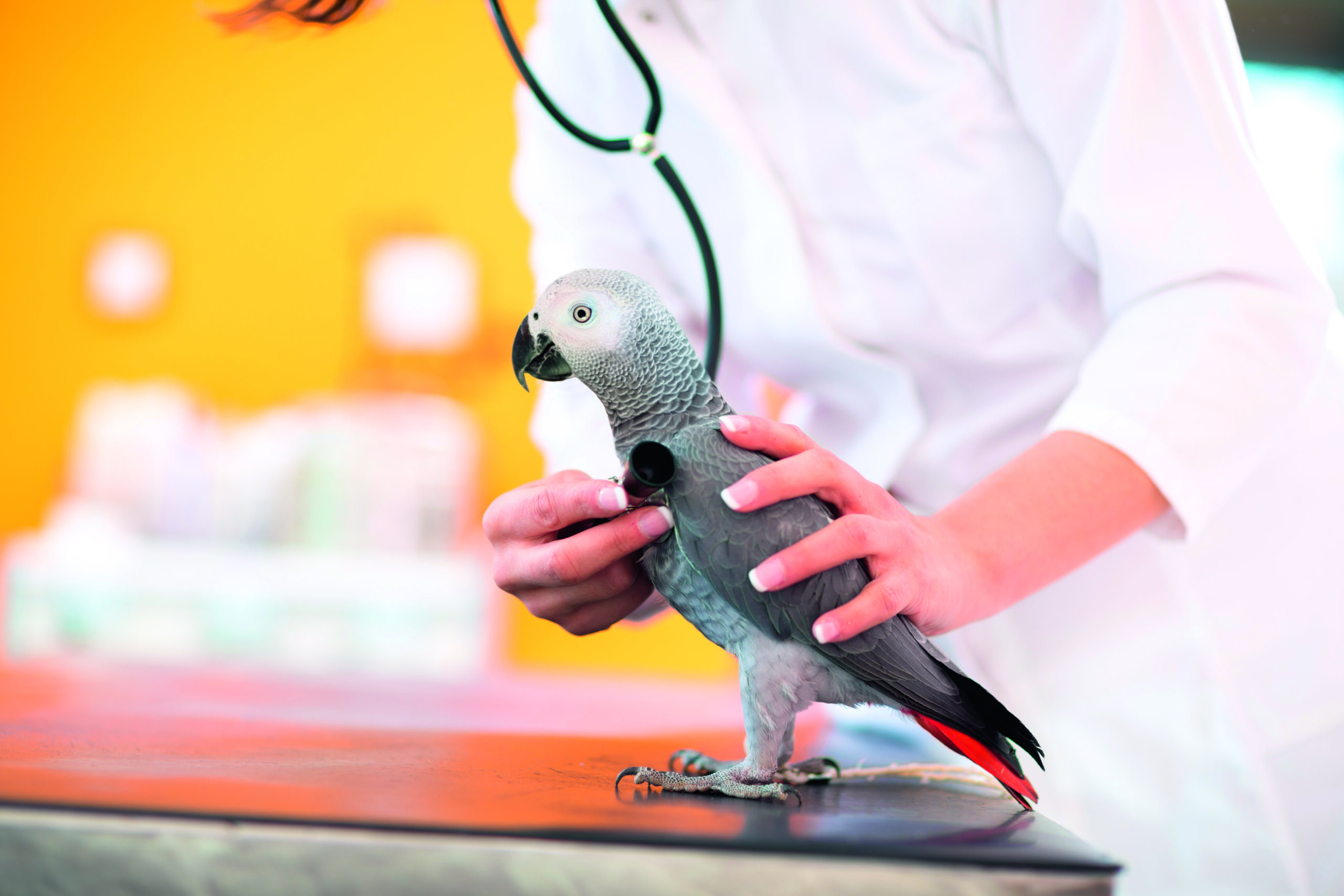 Veterinarian examine a grey parrot in clinic