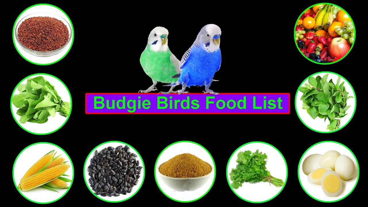 What Can Budgies Eat? A List Of Nutritious And Safe Options