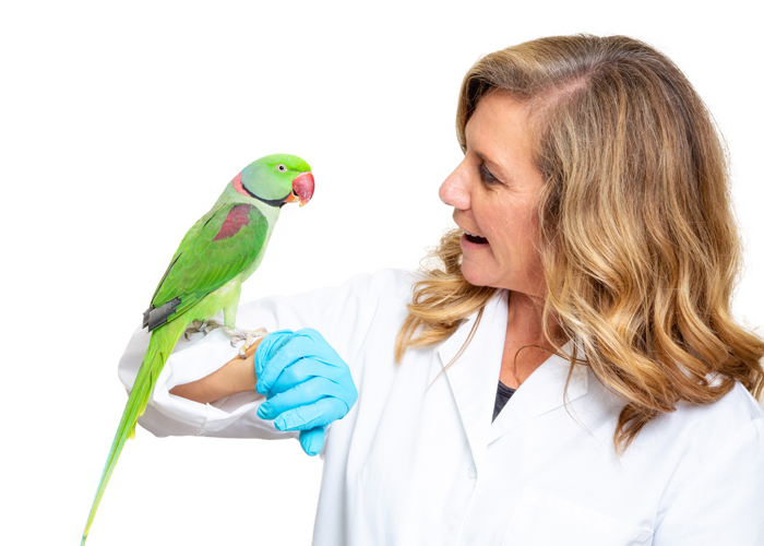 Parakeet standing on veterinarian's arm