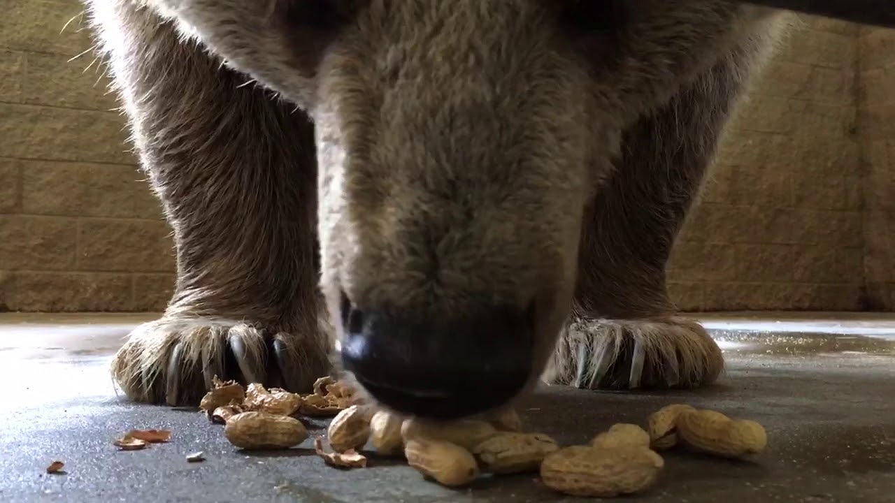 Bear eating peanuts