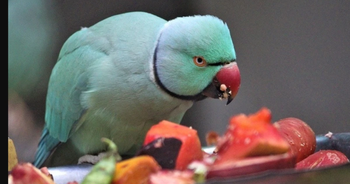 Do Parrots Like Tomatoes? Exploring Avian Palates And Other Fascinating