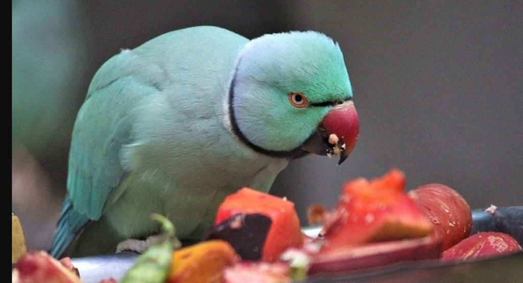 Do Parrots Like Tomatoes? Exploring Avian Palates And Other Fascinating Bird Facts