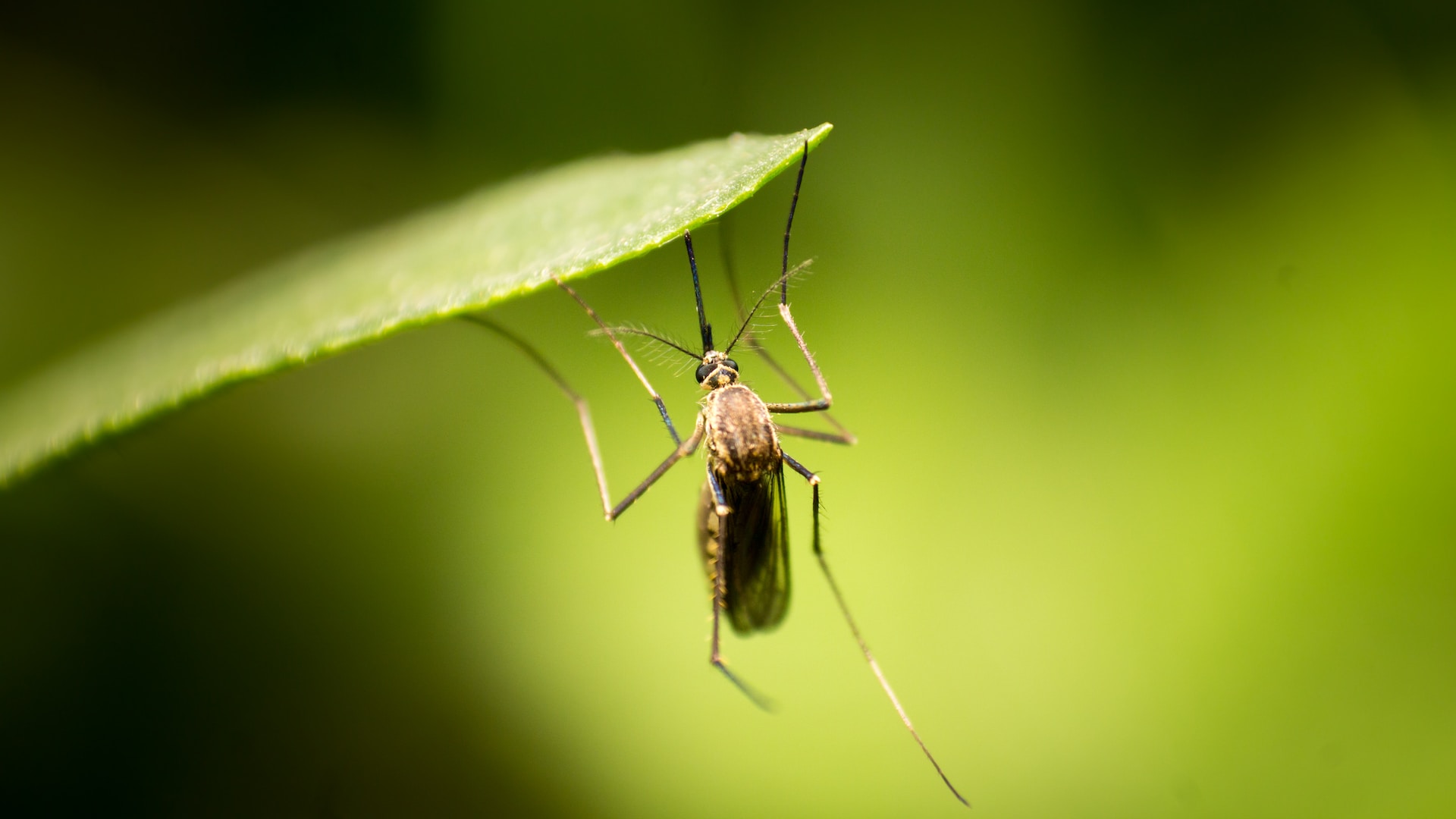 Do Birds Eat Mosquitoes? Unveiling Nature's Pest Control