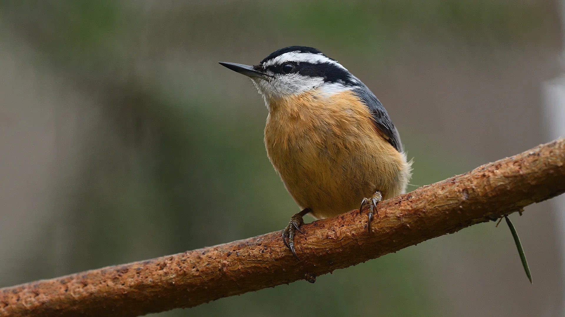 A Red-Breasted Nuthatch sitting on a tree branch