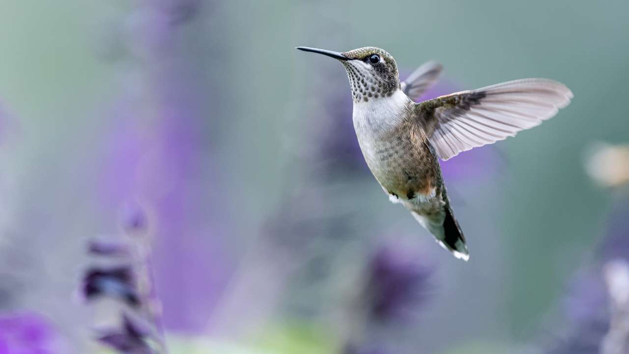 Do Hummingbirds Eat Mosquitoes? The Fascinating Feeding Habits Of Hummingbirds