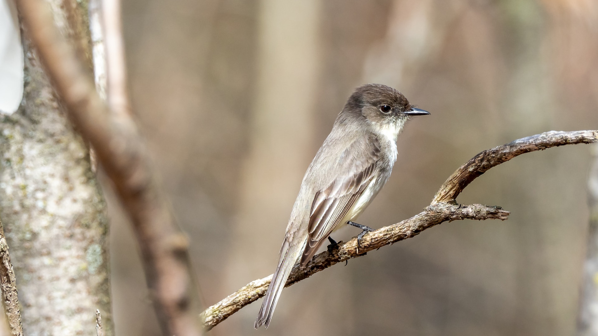An eastern phoebe perched on a tree branch