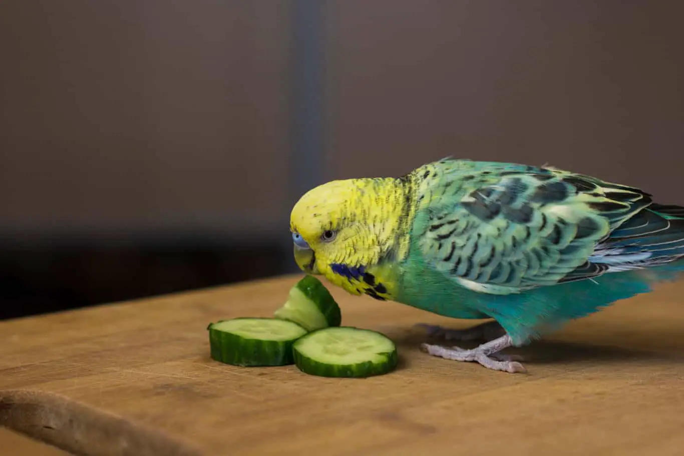 A bird eating cucumber