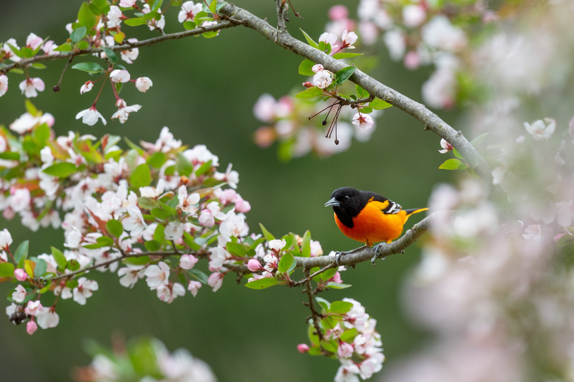 A baltimore oriole sitting on a tree branch
