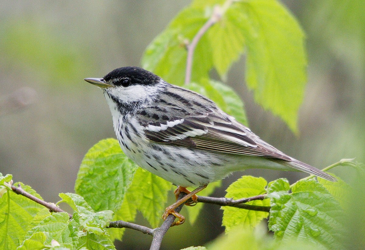 A blackpoll warbler sitting on a tree branch