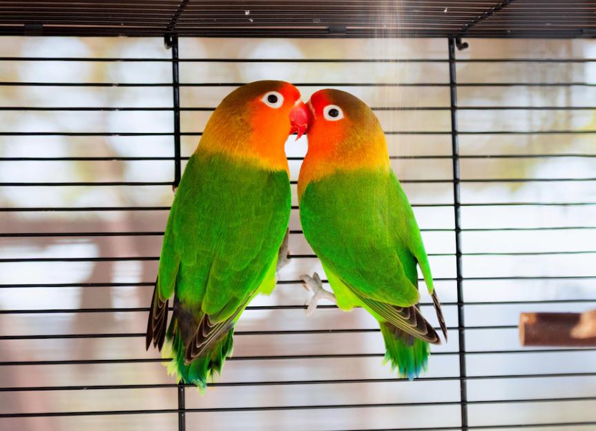Two lovebirds kissing