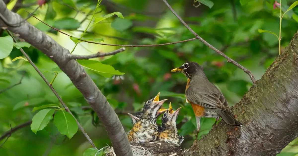 Why Do Birds Eat Their Poop Unraveling Nature's Peculiar Habit