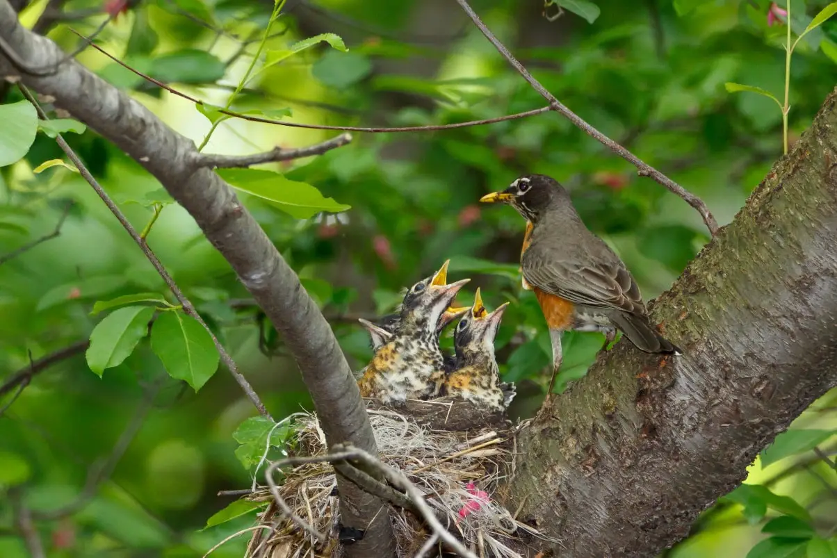 Why Do Birds Eat Their Poop - Unraveling Nature's Peculiar Habit
