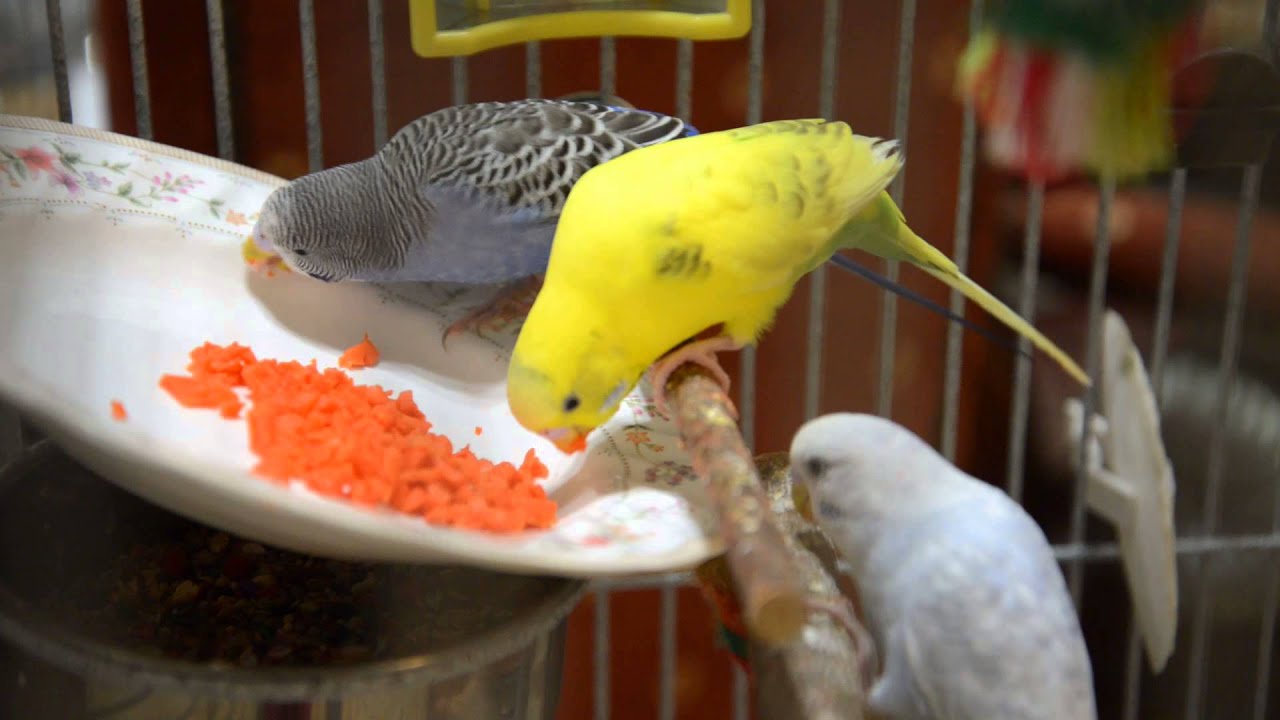 Birds eating carrots