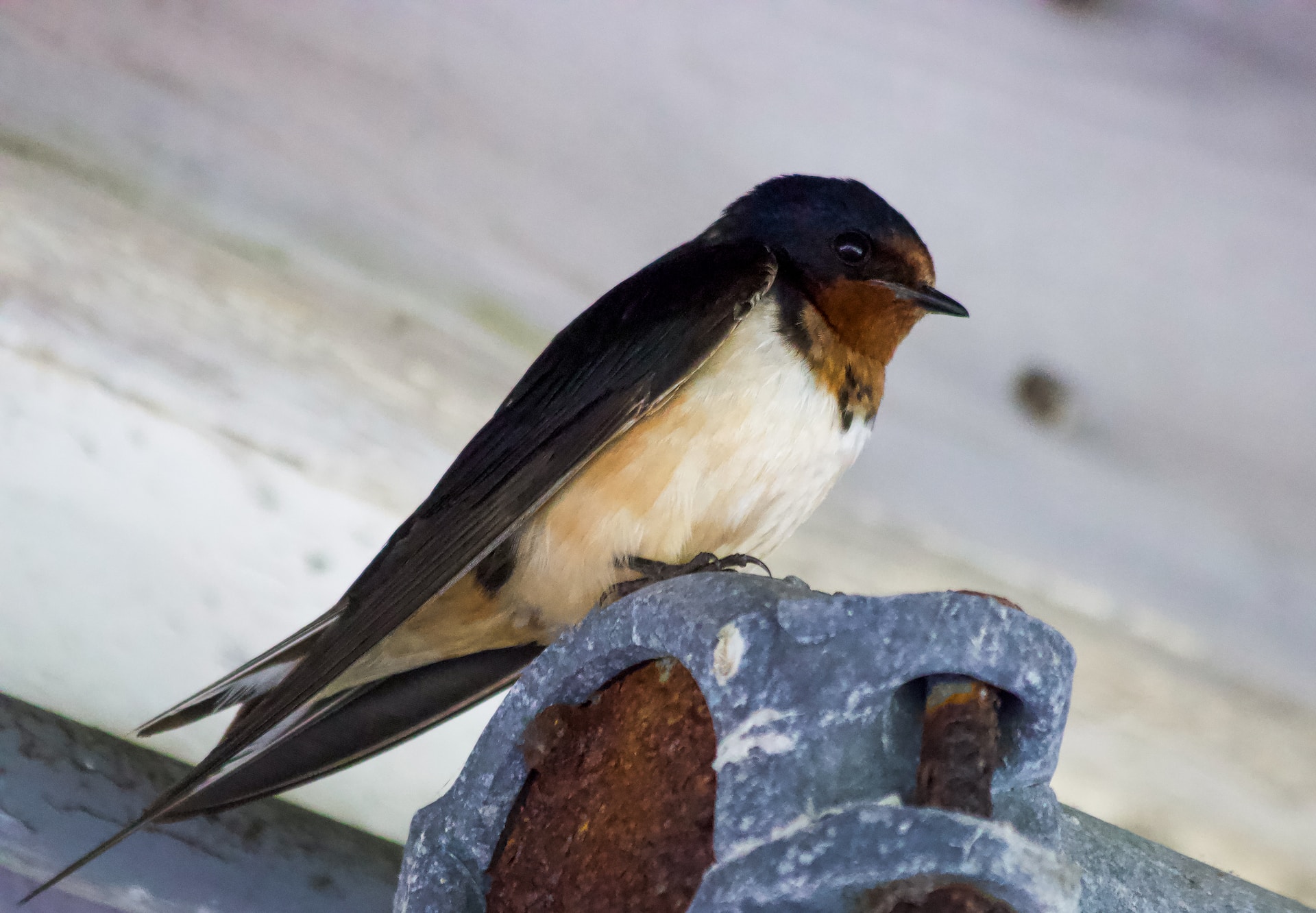 A barn swallow sitting on an iron platform