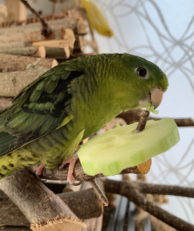 A parakeet eating cucumber