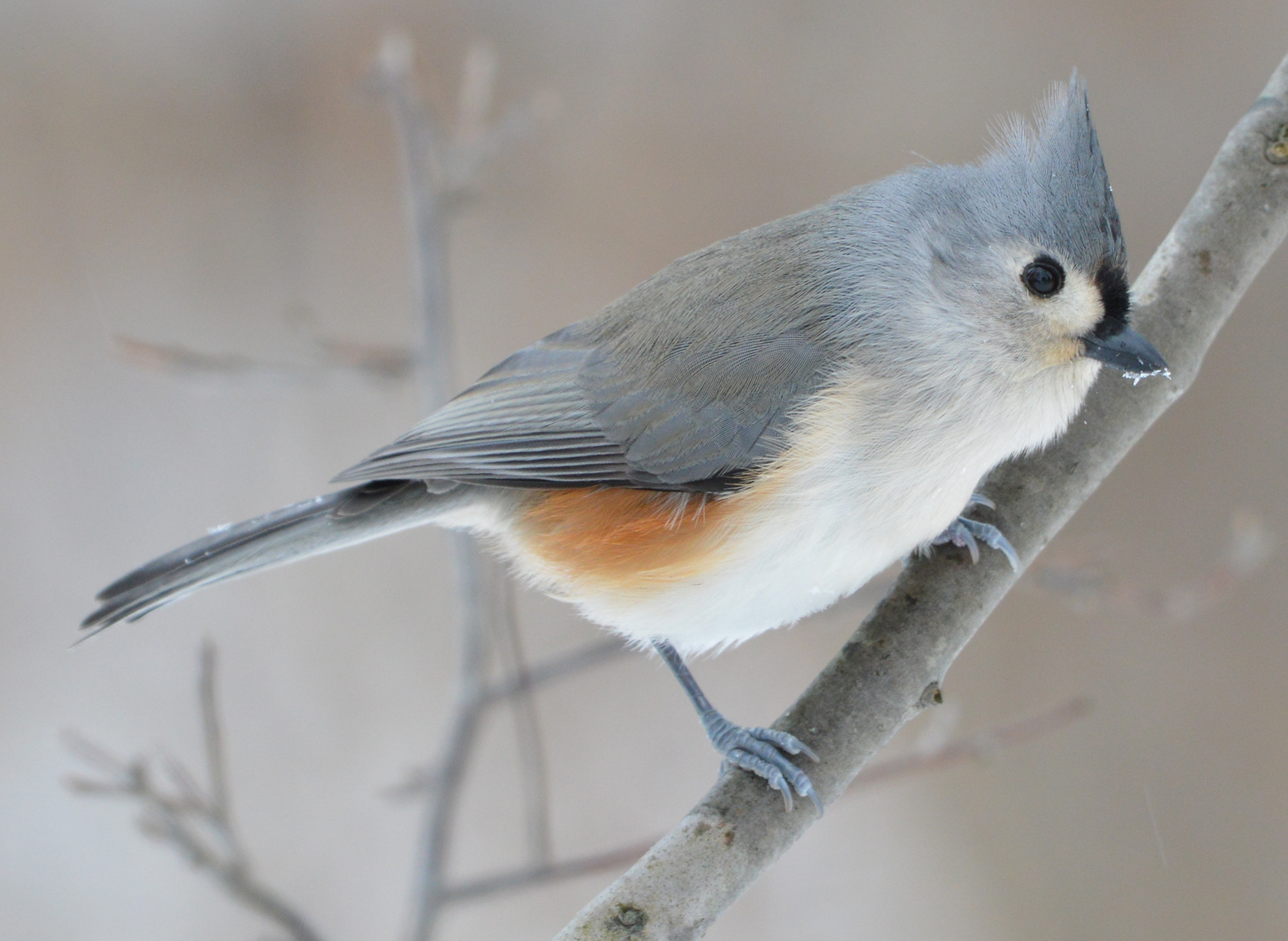 A Tufted Titmouse sitting on a tree branch