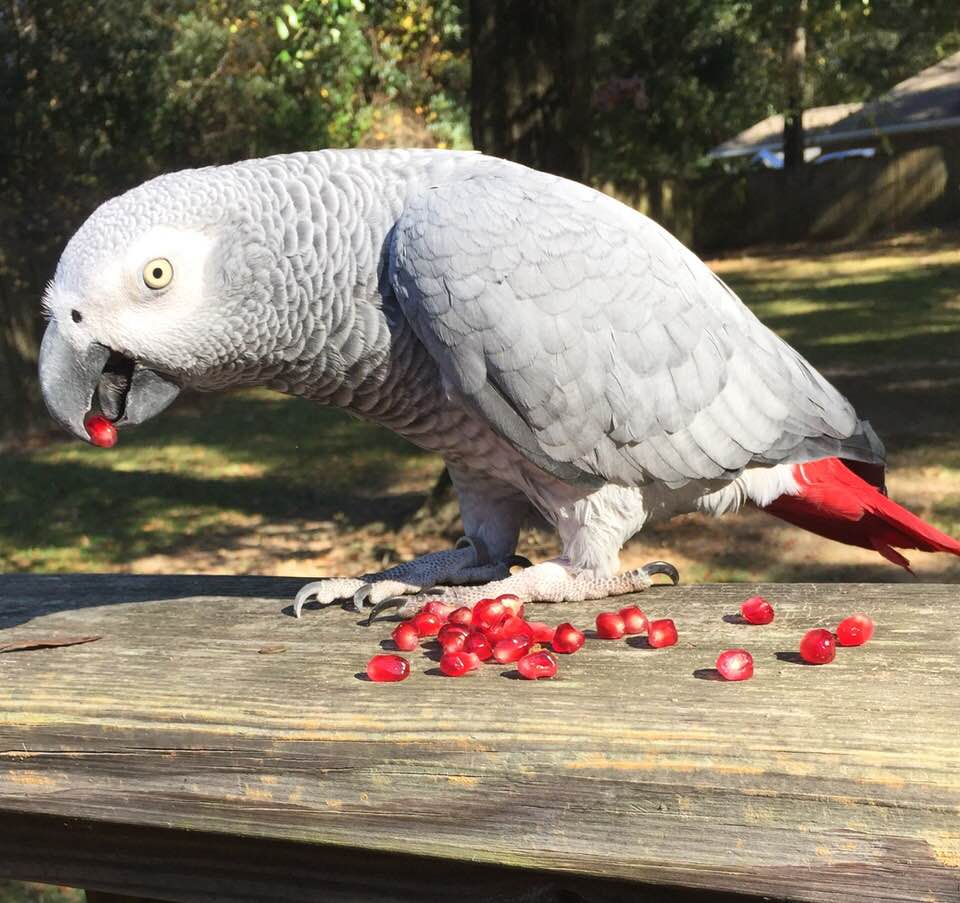 A bird eating seeds of pomegranate