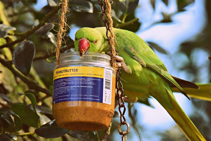 Jar of peanut butter hanging with tree and parakeet climbing with jar
