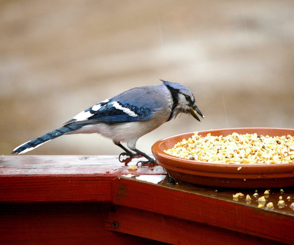 What Do Bluejays Eat? Decoding Their Dietary Habits
