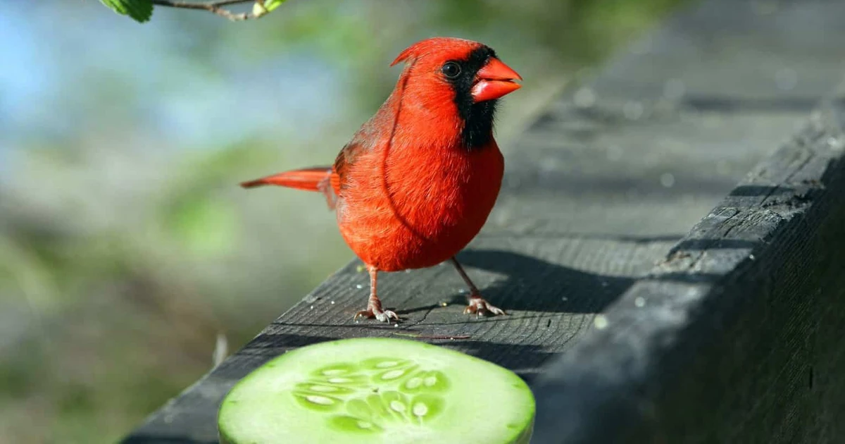 Can Birds Eat Cucumber What You Need To Know About Bird Diets