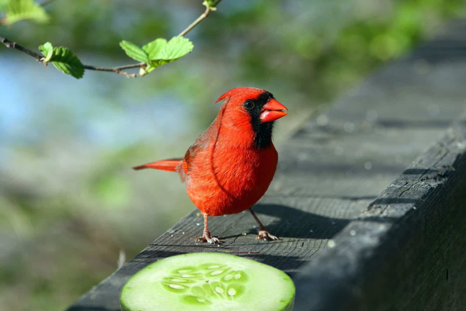 Can Birds Eat Cucumber - What You Need To Know About Bird Diets