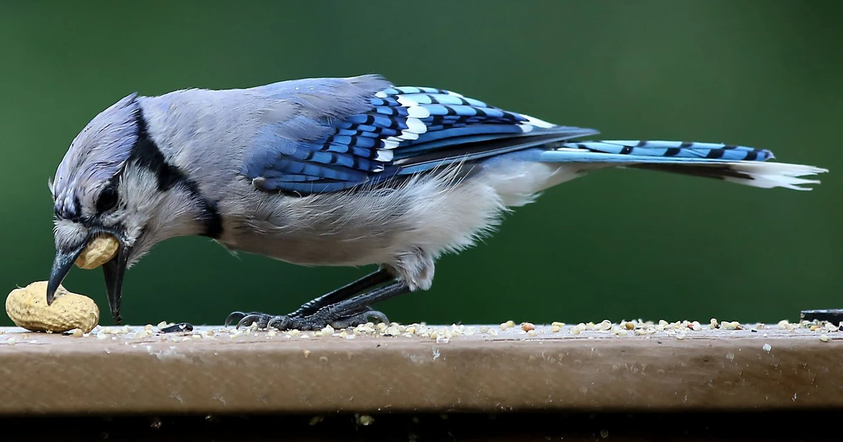 Can Birds Eat Salted Peanuts? What You Need To Know