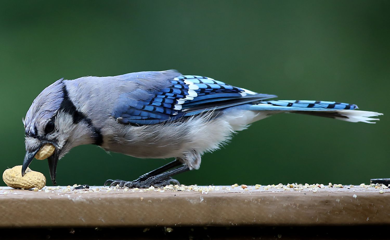 Can Birds Eat Salted Peanuts? What You Need To Know