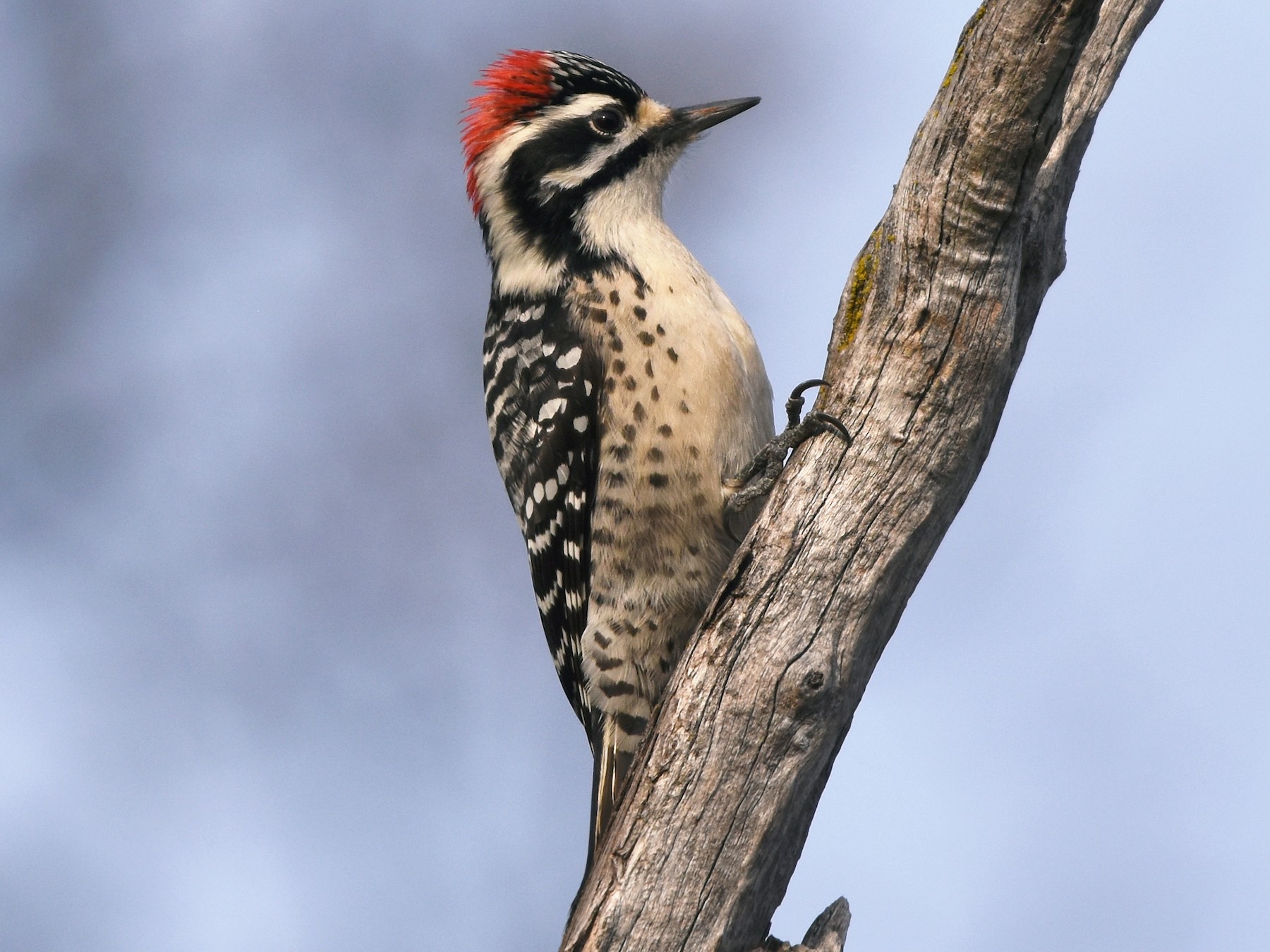 A Nuttall's Woodpecker perched on a tree branch